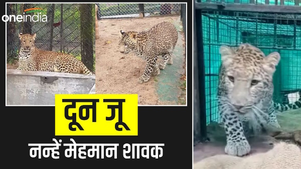  Dehradun zoo Two little guests Guldar cubs arrived know how Ruksana and Tehseem got their names