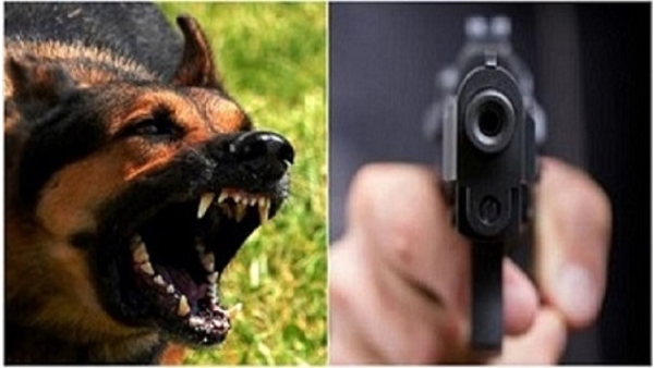 Dog shot at Riva barking