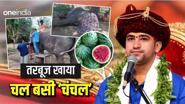 jabalpur-elecphant-chanchal-died-due-to-illness