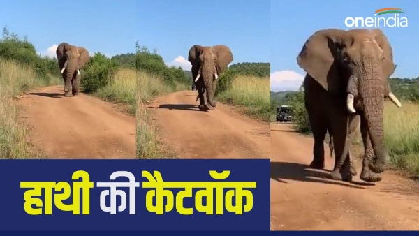 Elephant Walk Video Viral