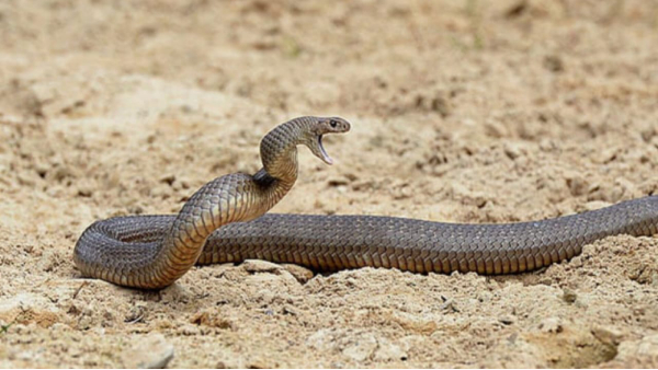 father took revenge on snake