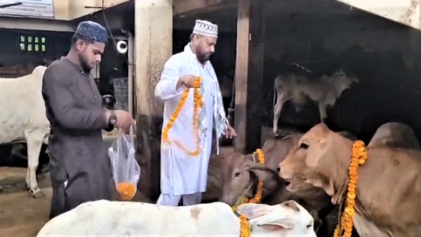 Muslim community celebrated eid by serving and giving food to cow instead of sacrificing goat