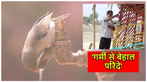 Food and water for birds Food and water for birds