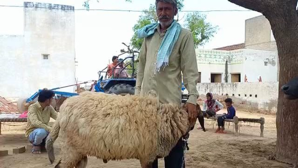 lamb price is one crore rupees 