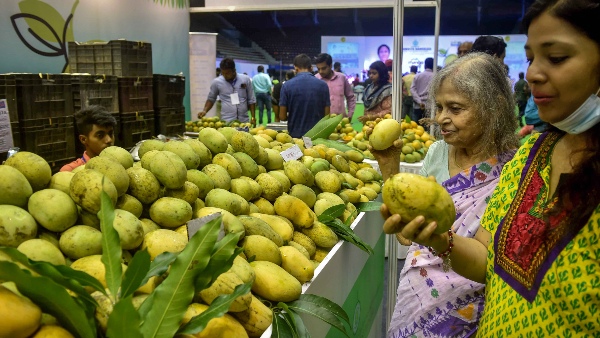 malda mango growers not getting price malda mango growers not getting price