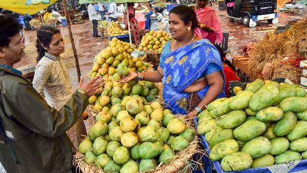 malda mango growers not getting price malda mango growers not getting price