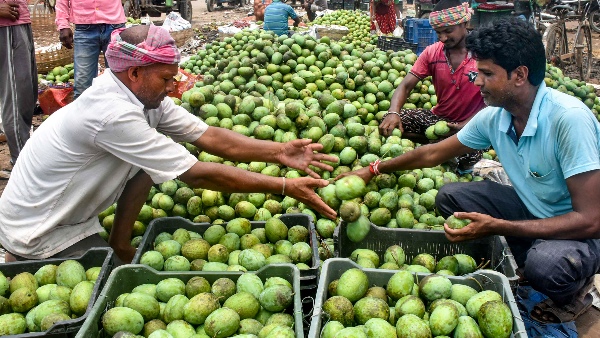 malda mango growers not getting price malda mango growers not getting price