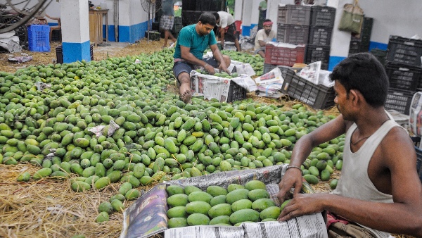 malda mango growers not getting price malda mango growers not getting price