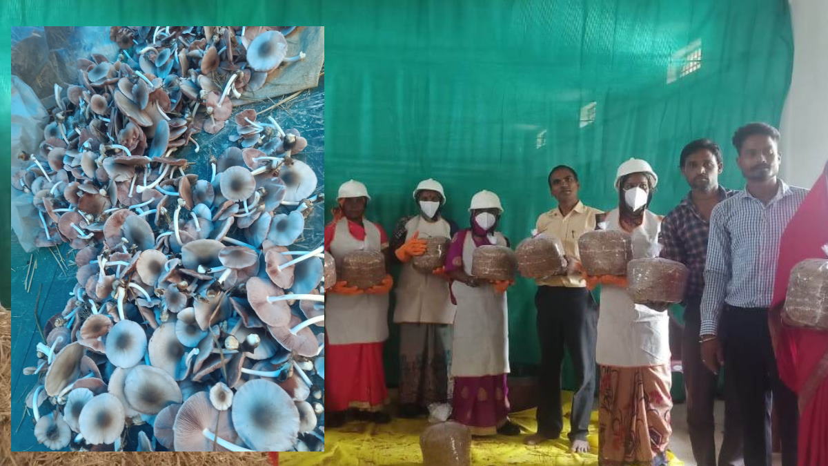 mashroom janjgir mashroom janjgir