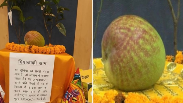 Miyazaki Mango RAIPUR
