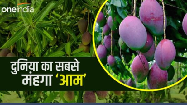 Miyazaki Mango Siliguri Mango Festival 600 Miyazaki Mango Siliguri Mango Festival 600