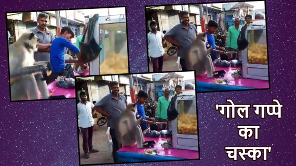 Monkey langur Enjoying Golgappa