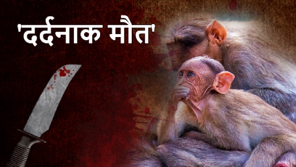 Monkeys Murder: