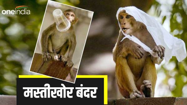 Monkeys fun midst of scorching heat