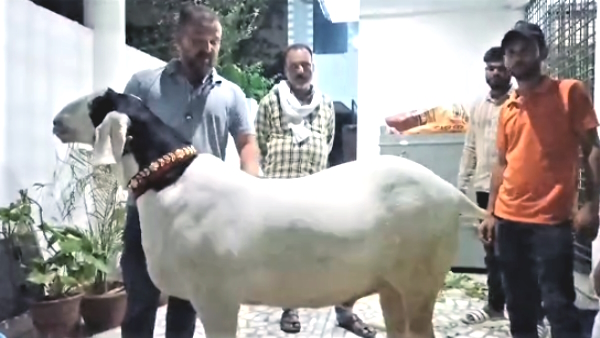most expensive goat of UP is sold in Eid-ul-Azha 2023 what is so special about the 190 kg goat