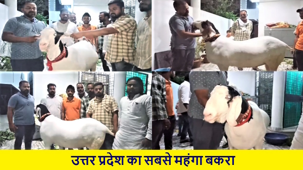 most expensive goat of UP is sold in Eid-ul-Azha 2023 what is so special about the 190 kg goat