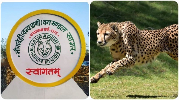 नौरादेही में चीते लाने, मंत्री भार्गव ने केंद्र को लिखा पत्र नौरादेही में चीते लाने, मंत्री भार्गव ने केंद्र को लिखा पत्र