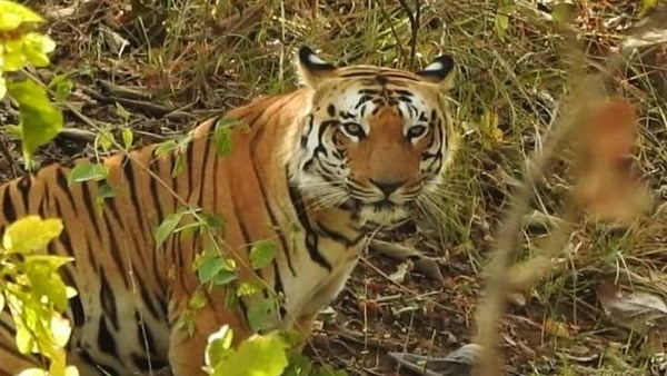 नौरादेही: फादर ऑफ टाइगर की जान लेने वाला बाघ जंगल में गुम, वह भी घायल नौरादेही: फादर ऑफ टाइगर की जान लेने वाला बाघ जंगल में गुम, वह भी घायल
