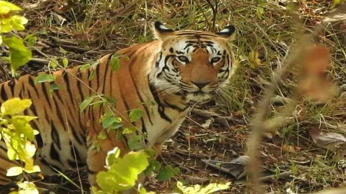 नौरादेही: फादर ऑफ टाइगर की जान लेने वाला बाघ जंगल में गुम, वह भी घायल नौरादेही: फादर ऑफ टाइगर की जान लेने वाला बाघ जंगल में गुम, वह भी घायल