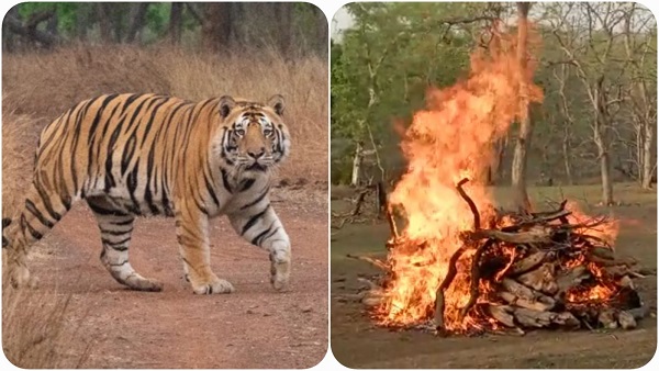 Nauradehi_tiger_N_2 Nauradehi_tiger_N_2