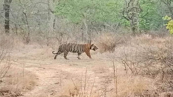 मप्र में एक और बाघ की मौत, नौरादेही का टाइगर एन-2 की डेथ मप्र में एक और बाघ की मौत, नौरादेही का टाइगर एन-2 की डेथ