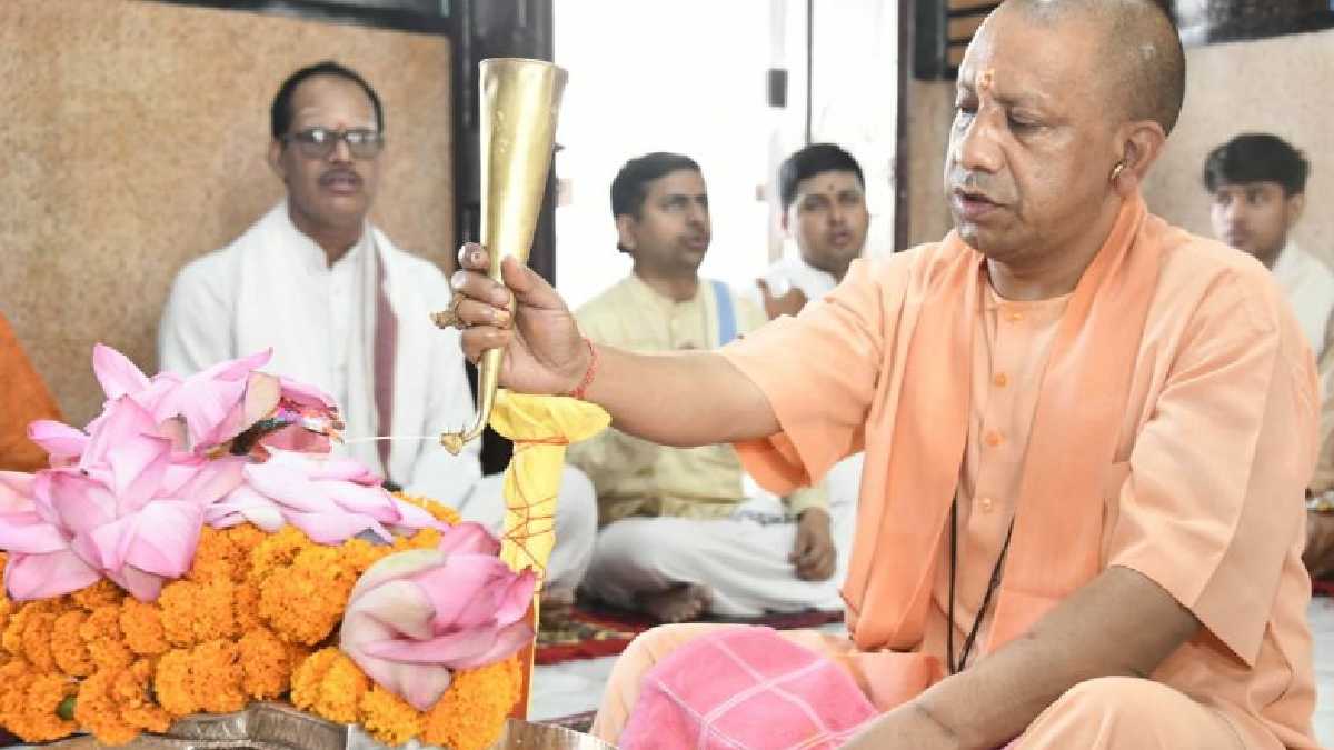 yogi