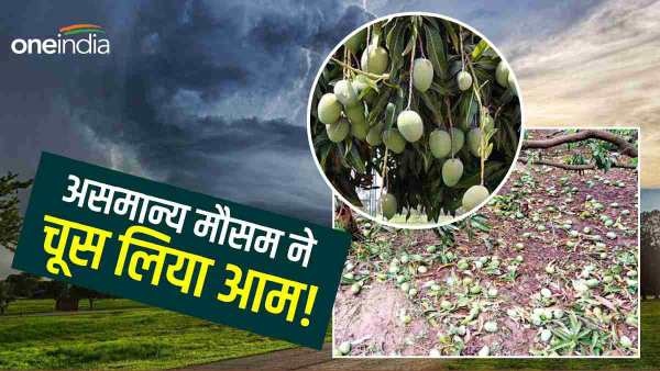 Mango crop suffered heavy losses in UP