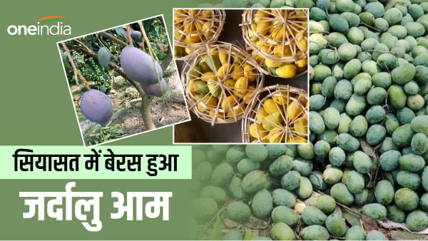 Jardalu mangoes got embroiled in politics Jardalu mangoes got embroiled in politics