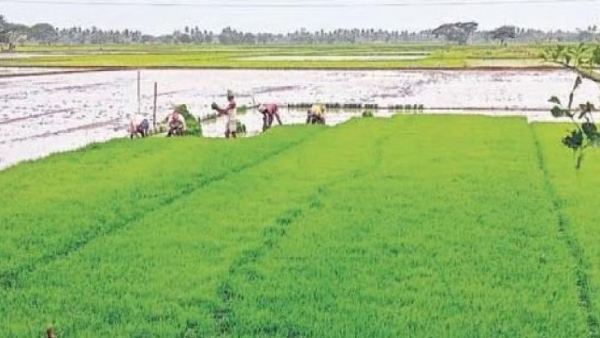 Pani Panchayat 