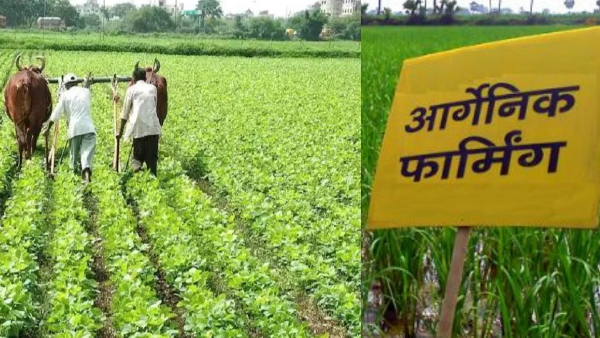 organic farming jaivik kheti