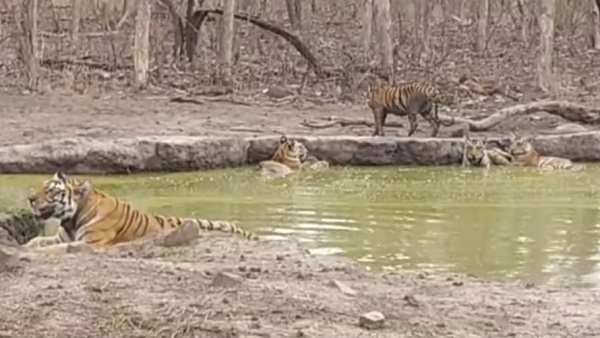 Panna: कभी सरोवर तो कभी जंगल में मस्ती करते दिख रहे शावक