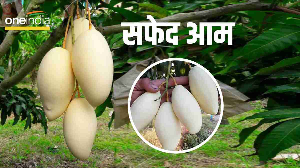 White mango health benefits White mango health benefits