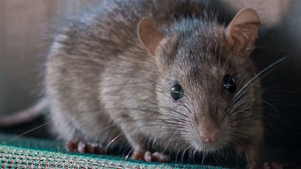 Mouse Head Found In food Mouse Head Found In food