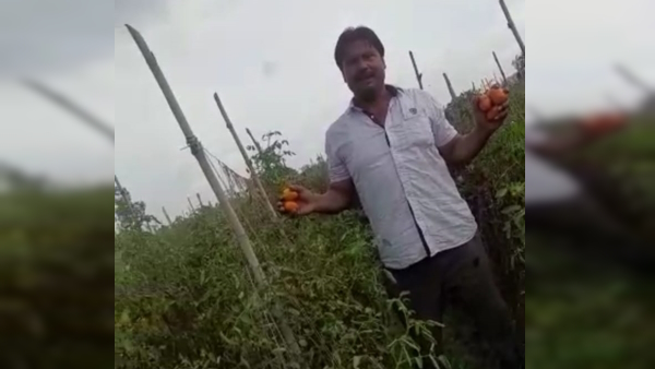 Salarpur Khalsa Tomato Salarpur Khalsa Tomato