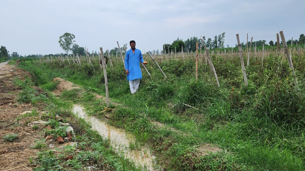 Salarpur Khalsa Tomato Salarpur Khalsa Tomato