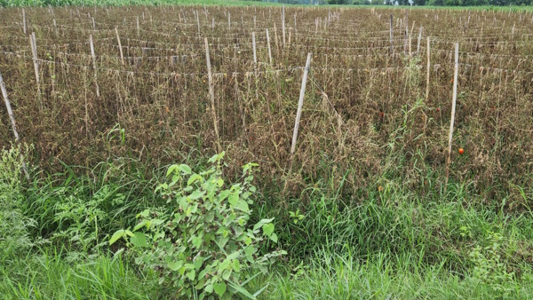 Salarpur Khalsa Tomato Salarpur Khalsa Tomato