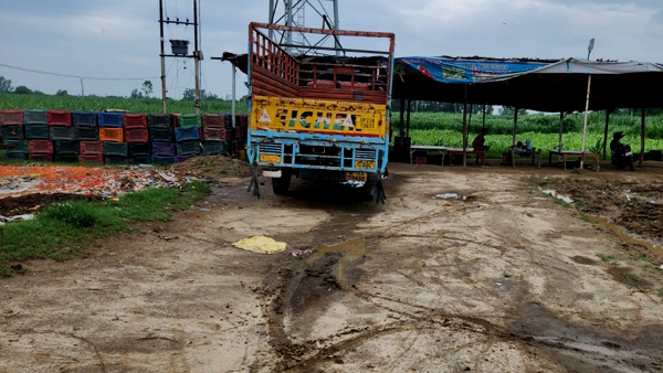 Salarpur Khalsa Tomato Salarpur Khalsa Tomato