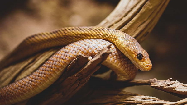 Snakes