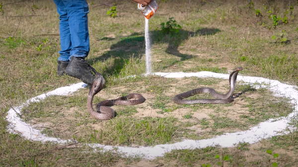snake 