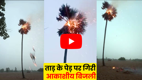 lightning-struck-a-palm-tree-in-ups-ballia-the-tree-turned-to-ashes-in-a-jiffy