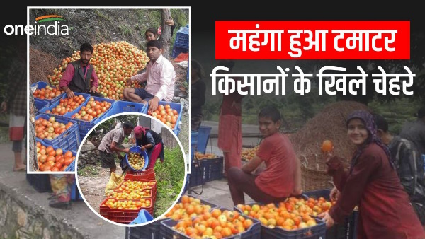 Tomato prices increased faces farmers blooming demand tomatoes of Yamuna Valley uttarkashi special