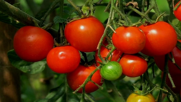 Salarpur Khalsa Tomato Salarpur Khalsa Tomato
