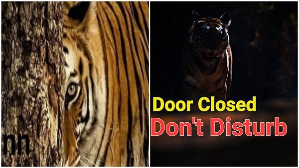  मानसून सीजन: नेशनल पार्क, टाइगर रिजर्व में सफारी बंद, अब 1 अक्टूबर से खुलेंगे गेट