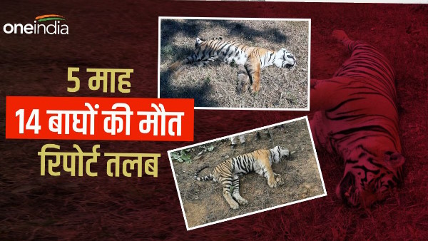 13 tigers killed in 5 months, Center seeks report on tiger deaths iMost cases surfaced in Kumaonn 13 tigers killed in 5 months, Center seeks report on tiger deaths iMost cases surfaced in Kumaonn