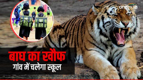 Tiger terror in Uttarkashi, school will run in village, parents will come to drop children