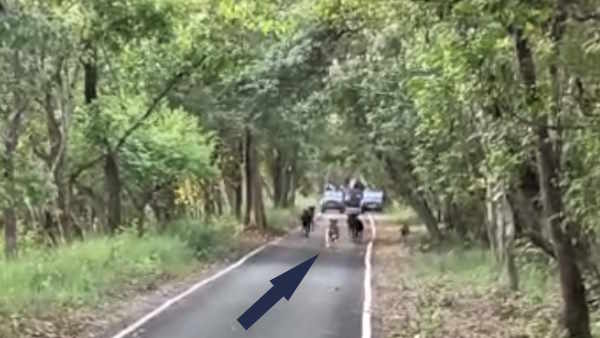 Pilibhit Tiger Reserve hunting of cow video viral memorable moment for tourists man eating tiger