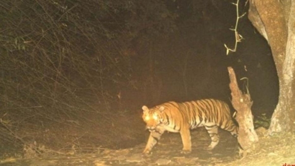 Old tiger dies in injured condition in Karmai raisen , suffering due to lack of treatment for 5 hours