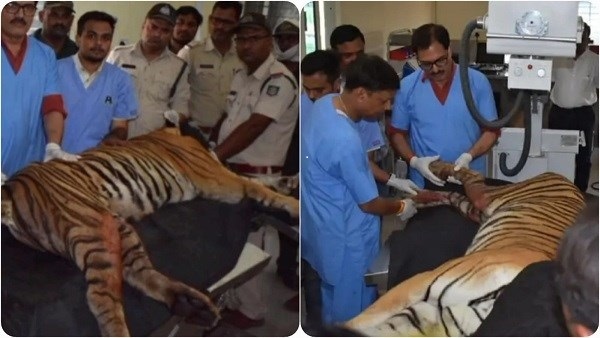 बाघिन लकवाग्रस्त, नर बाघ शावकों को शिकार की व्यवस्था कर रहा