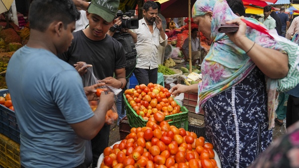tomato price today tomato price today
