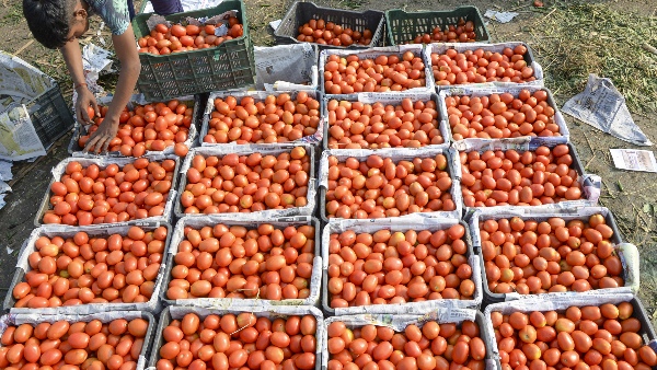 tomato price today tomato price today